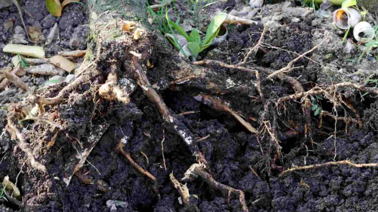 How to Manage Root Rot: Ultimate Horticultural & Treatment Guide